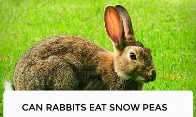 Can Rabbits Eat Snow Peas? A Comprehensive Guide