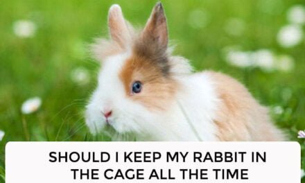 Should I keep my rabbit in the cage all the time?