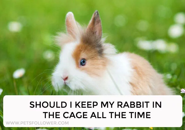 Should I keep my rabbit in the cage all the time