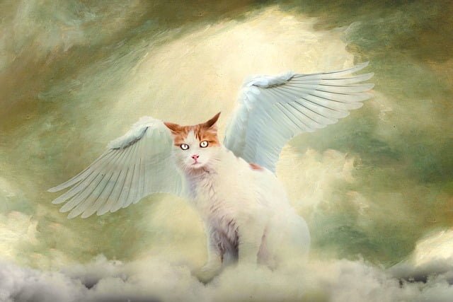 Are Cats Angels in Disguise
