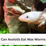 Can Axolotls Eat Wax Worms