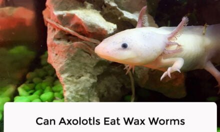 Can Axolotls Eat Wax Worms
