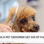 Can a Pet Groomer Get Rid of Fleas