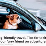 Dog-friendly travel