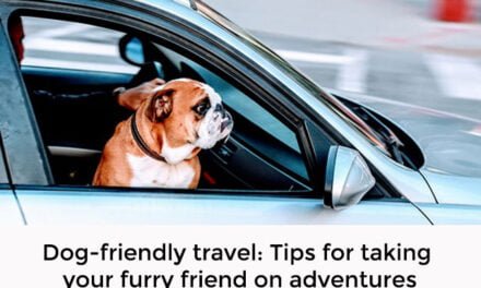 Dog-friendly travel: Tips for taking your furry friend on adventures
