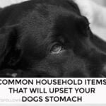 Dogs Stomach