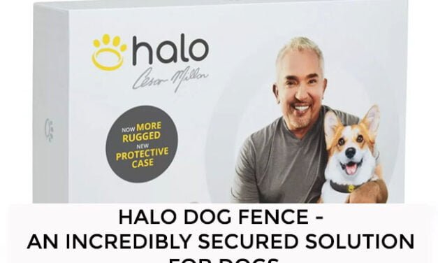 Halo Dog Fence – An Incredibly Secured Solution For Dogs