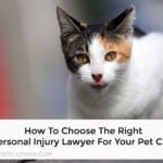 Personal Injury Lawyer For Your Pet Case
