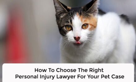 How To Choose The Right Personal Injury Lawyer For Your Pet Case