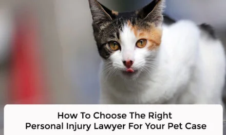 How To Choose The Right Personal Injury Lawyer For Your Pet Case