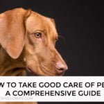 How To Take Good Care Of Pets