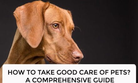 How To Take Good Care Of Pets? A Comprehensive Guide