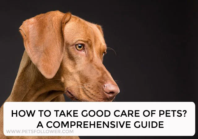 How To Take Good Care Of Pets