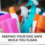 Keeping Your Dog Safe While You Clean