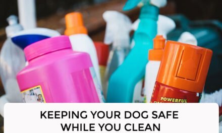Keeping Your Dog Safe While You Clean