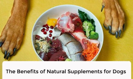 The Benefits of Natural Supplements for Dogs