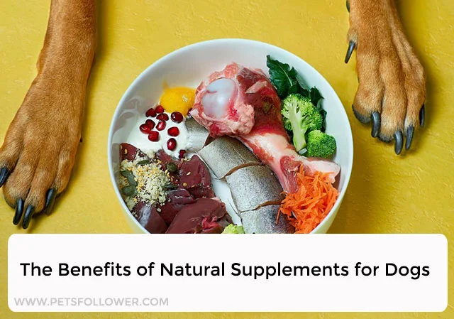 Natural Supplements for Dogs