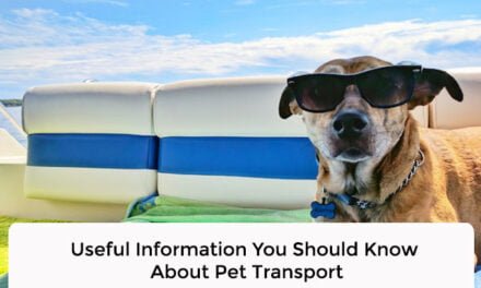 Useful Information You Should Know About Pet Transport