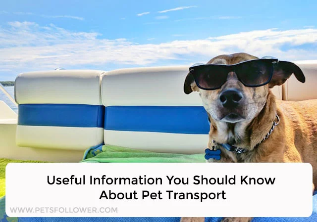 Pet Transport