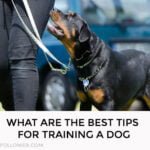 Training a Dog