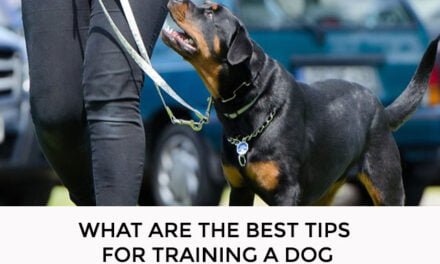 What Are the Best Tips for Training a Dog?