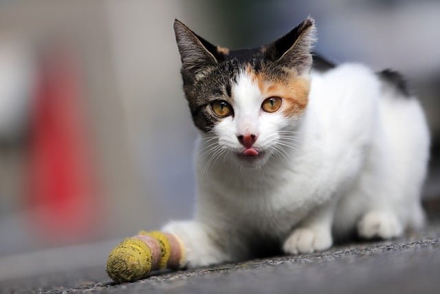 Personal Injury Lawyer For Your Pet Case