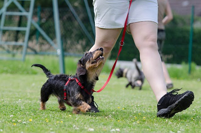 Best Dog Training in Georgia
