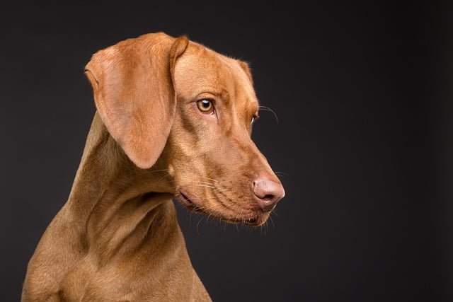 How To Take Good Care Of Pets