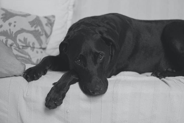 Personal Injury Lawyer For Your Pet Case