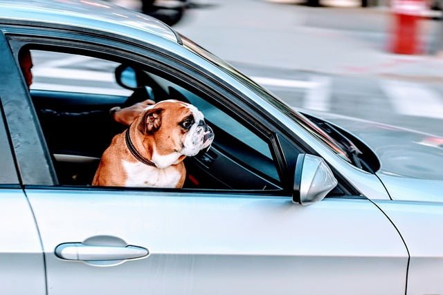 Dog-friendly travel