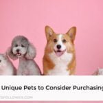 Unique Pets to Consider Purchasing