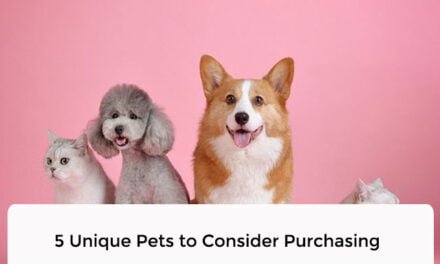 5 Unique Pets to Consider Purchasing