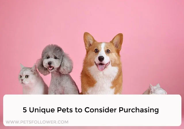 Unique Pets to Consider Purchasing