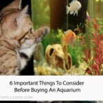 6 Important Things To Consider Before Buying An Aquarium