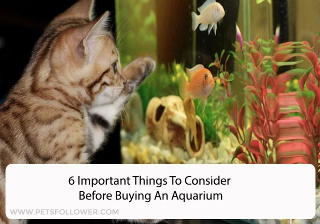 6 Important Things To Consider Before Buying An Aquarium