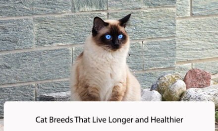 Cat Breeds That Live Longer and Healthier