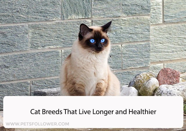 Cat Breeds That Live Longer and Healthier