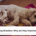 Dog Breeders: Why are they important