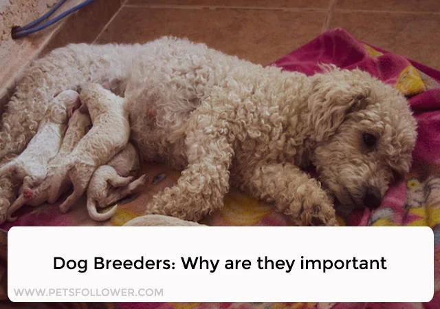 Dog Breeders