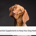 Essential Supplements to Keep Your Dog Healthy
