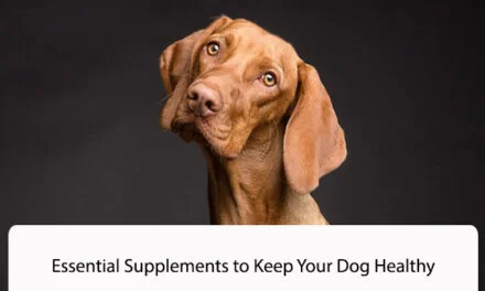 Essential Supplements to Keep Your Dog Healthy