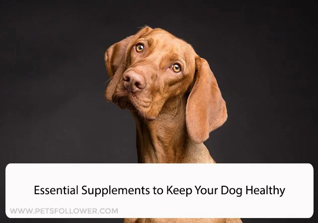 Essential Supplements to Keep Your Dog Healthy