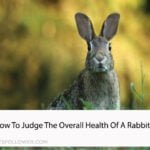 Health Of A Rabbit