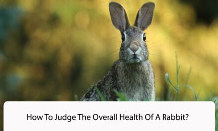 How To Judge The Overall Health Of A Rabbit?