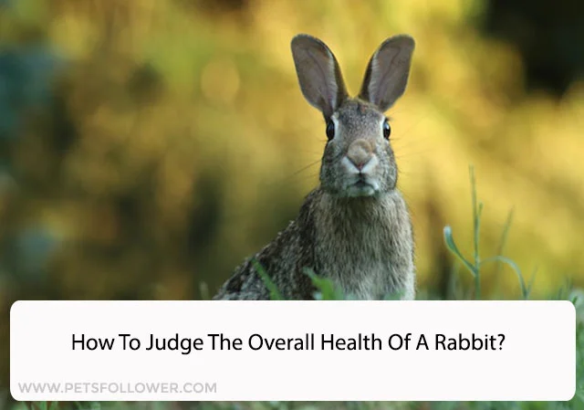 Health Of A Rabbit