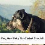 My Dog Has Flaky Skin! What Should I Do