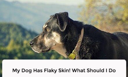 My Dog Has Flaky Skin! What Should I Do