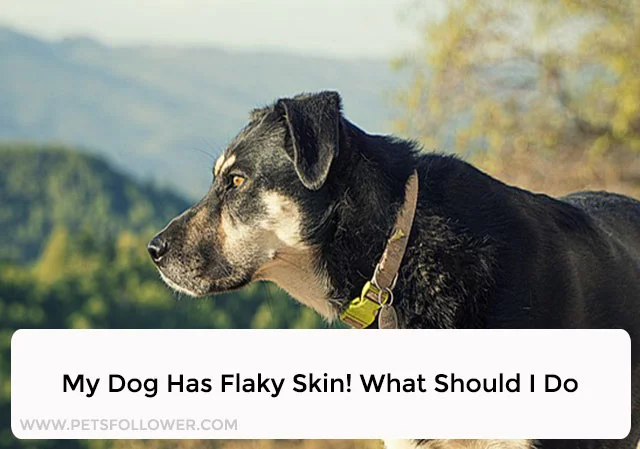 My Dog Has Flaky Skin