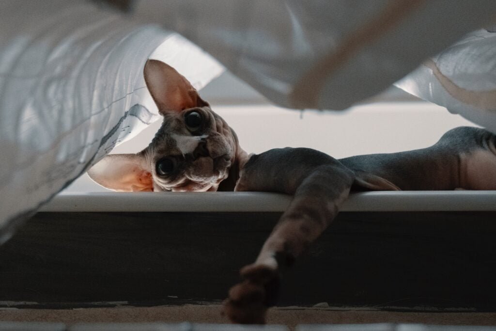 Sphynx Cats