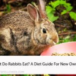 What Do Rabbits Eat? A Diet Guide For New Owners